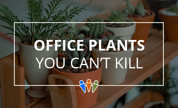 office plants, succulent